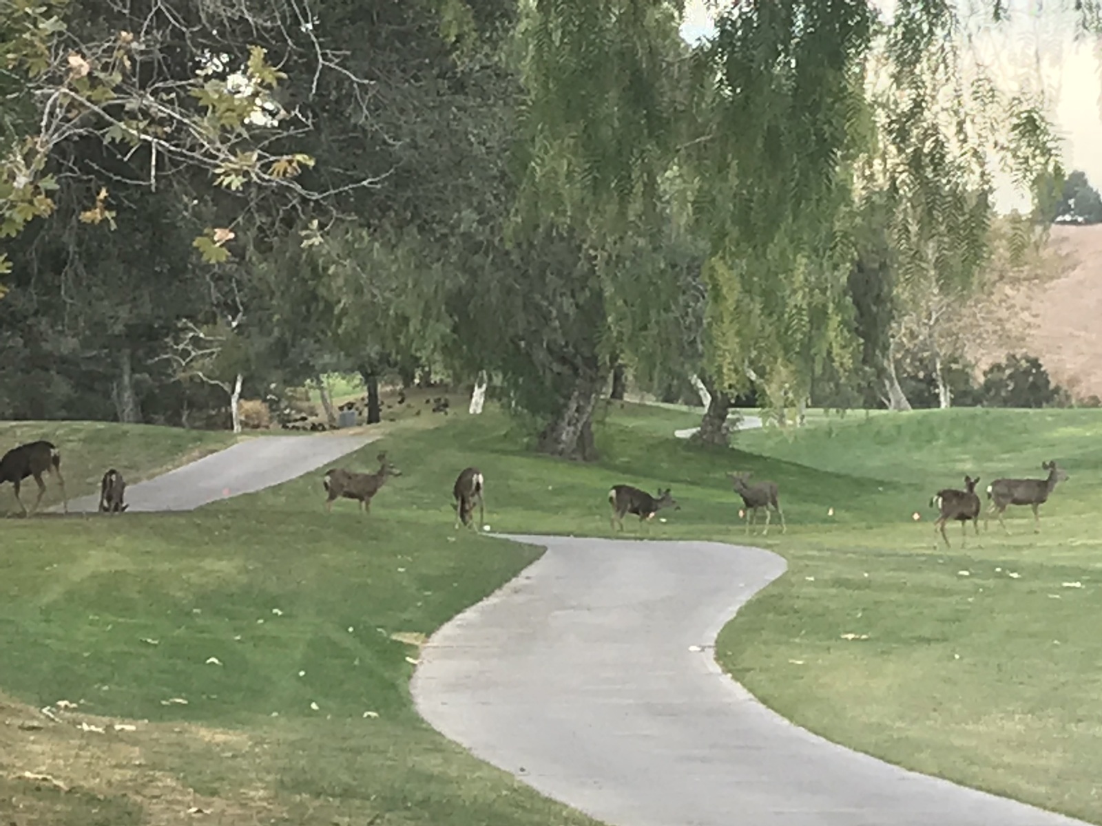 Photo Galleries Tijeras Creek Women's Golf Association