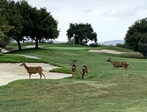 Deer on Tijeras Creek Golf Course Hole13